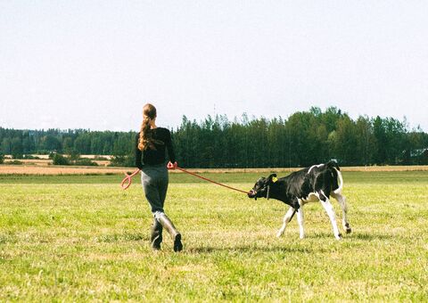 Juustoportti's dairy products are made in its own dairy and uses only organic ingredients, milk from happy cows. Juustoportti must quickly process milk delivered from dairy farms to prevent spoilage. In the critical environment, machinery operates around the clock, and the spare parts must be readily available. Warehouse automation Agilon securely stores all spare parts in one central automated storage. Agilon enhanced production line reliability.